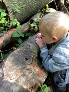 Wandelen in het bos met de kinderen